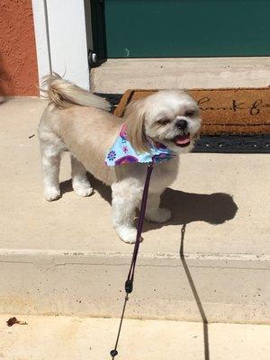 My Shih Tzu looking dapper right  after his trim