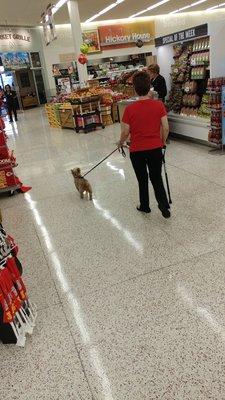 I guess they let dogs in the grocery store now.