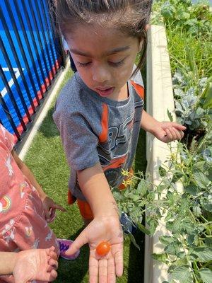 "My favorite part about gardening with the kids is seeing the excitement they have when something has grown from practically nothing!"