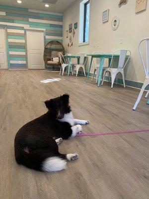 adorable store pup!