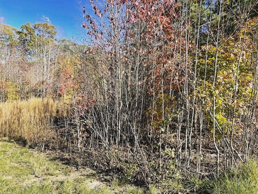 Before land clearing of overgrowth.