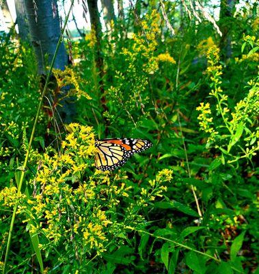 Monarch sighting on a glorious Sunday afternoon - (9/26/2021)