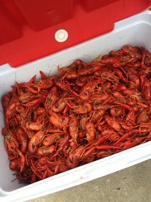 200 pounds of crawfish ordered for Mother's Day. Delish!