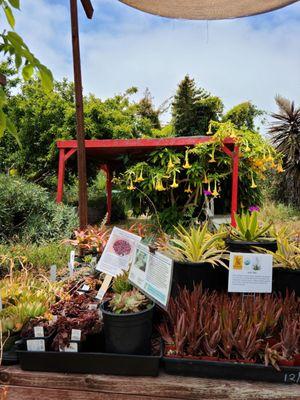 Ploughshares Nursery