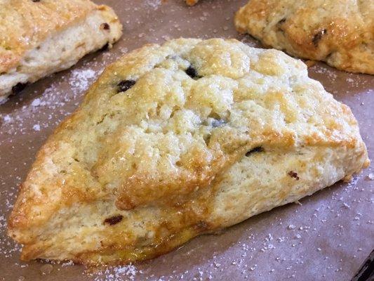 Freshly baked chocolate chip scone.