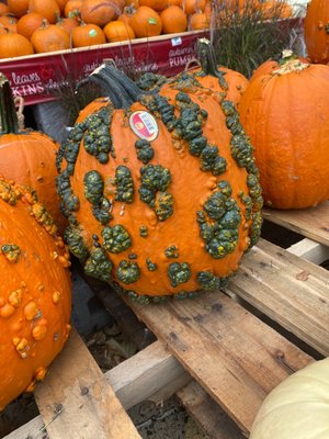 A very different type of pumpkin...