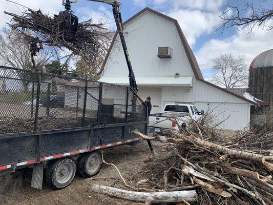 Cottonwood removal