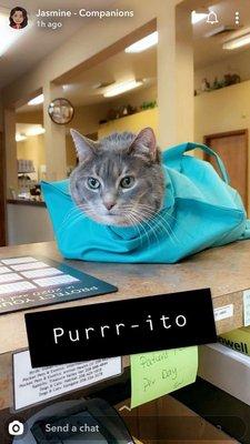 Purrito