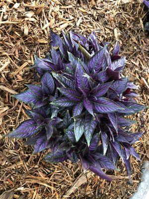 One of our beautiful Persian Shield plants from Houston Garden Center.