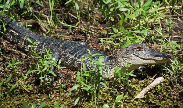 Alligator seen on an airboat ride!