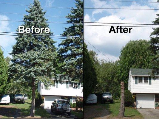 Optimum Tree Services