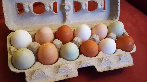 Fresh Pasture Raised Eggs