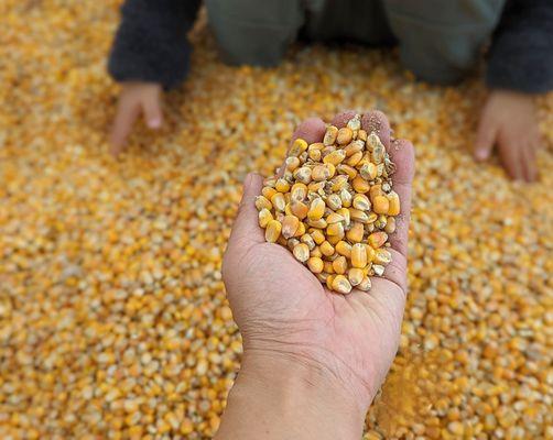 Dried corn kernel pit, kids loved this