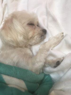 One of my happy puppy's taking a nap after his haircut