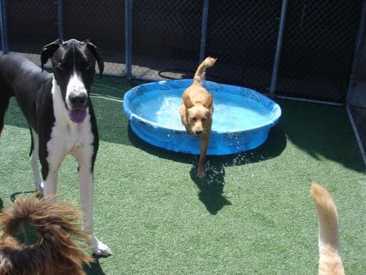 Playtime in the doggy pool.