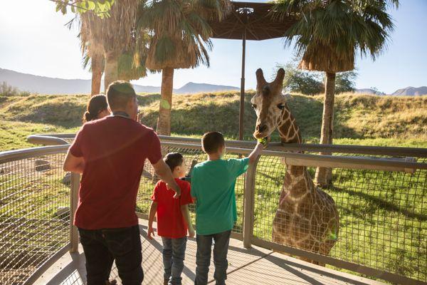 The Living Desert