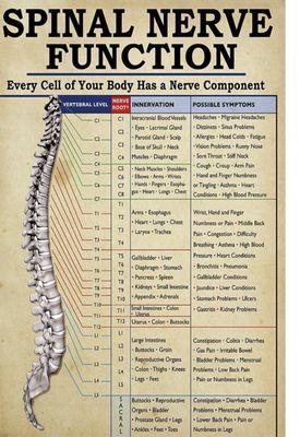 Spinal nerve function