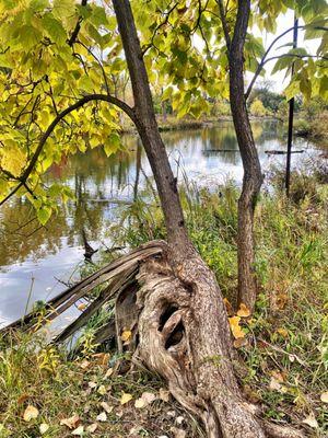 West Ridge Nature Preserve.       5801 N Western Ave, Chicago, IL  1mil Trial Loop. Peace Walk/Run Relaxing! Cool!