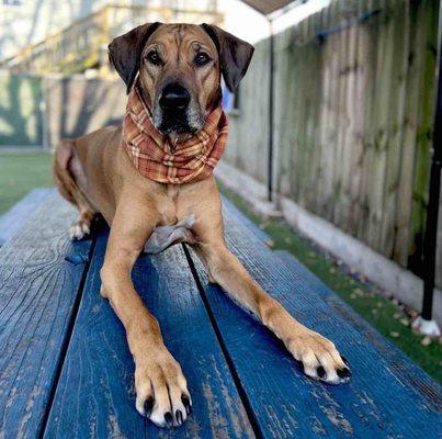 Chili hanging out at Revival Dog Training