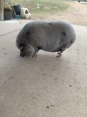 One of two pigs at Whistling Springs