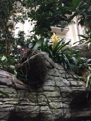 What! Flowers growing out of rocks