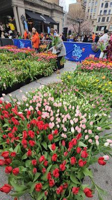 Tulips everywhere!