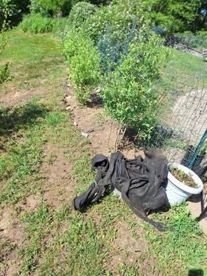 This cloth was at the base of these blueberry shrubs, i came home to it ripped up and in a ball, the shrub on the end ripped out and chopped