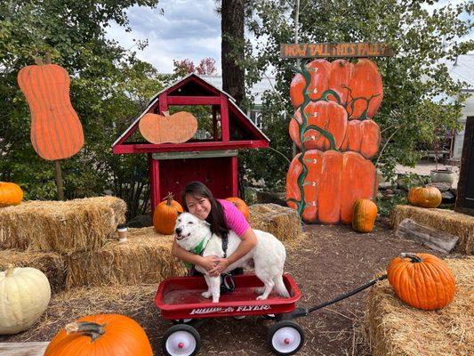 enjoying their pumpkin patch