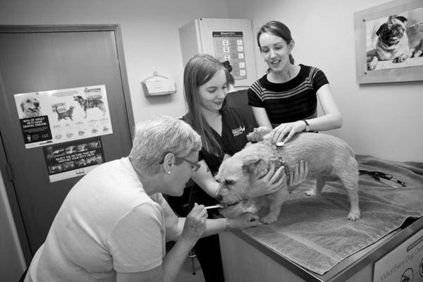 Yum! Peanut butter!! Ginger doesn't even notice that she is getting a vaccine.