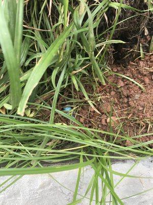 Electrical connector laying in the mud they created. Should be in the conduit they placed UNDER the patio.