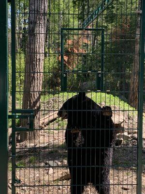 North American Bear Center