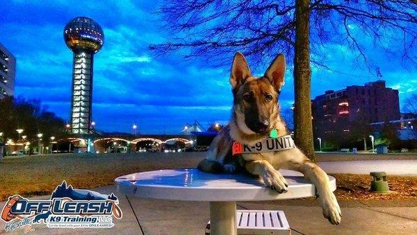 Board and Train girl JJ enjoying an Off Leash Knoxville night