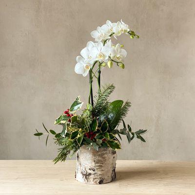 Petite Holiday Orchid with winter greens in a birch pot