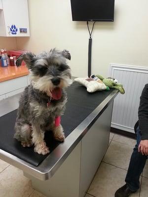 last check up with Dr. Kim after kidney failure. My dog is feeling a lot better and happier.