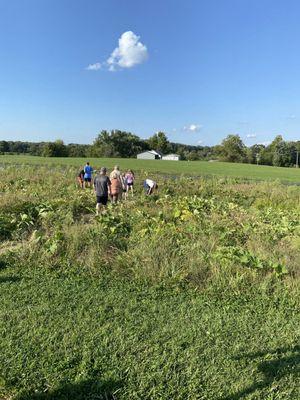 Pumpkin patch