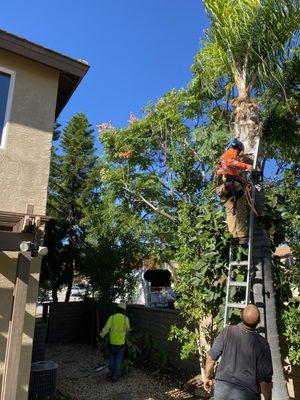 Trimming trees and pruning them as well.