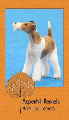 AKC GCH,  Wire Fox Terrier