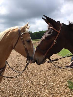 The palomino is a big horse...the mule is ginormous!