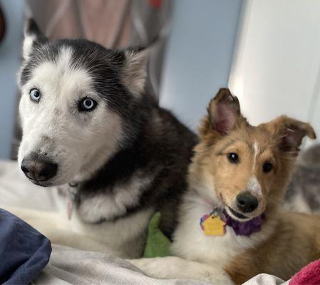 Wyoming Animal Hospital