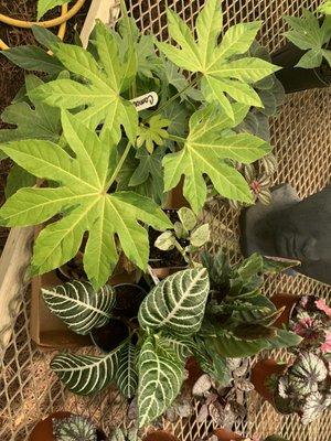 My houseplant haul 4/9/2021