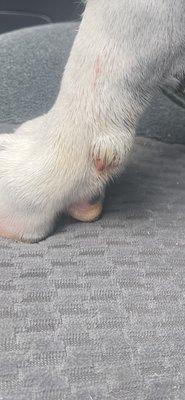 They ripped off her dewclaw