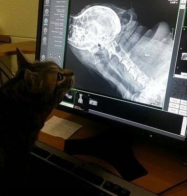 Nemo our office cat checking out our new digital x-ray