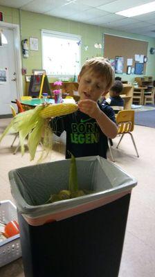 Shucking corn.