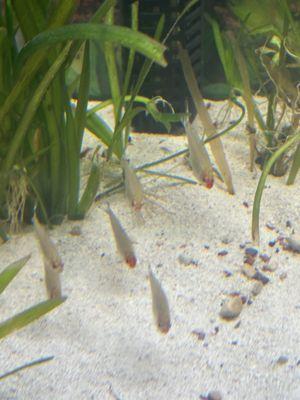 Some Rummy Nose Tetras from Lone Star Aquariums in my tank.