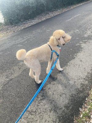 Roosevelt enjoying his walk!