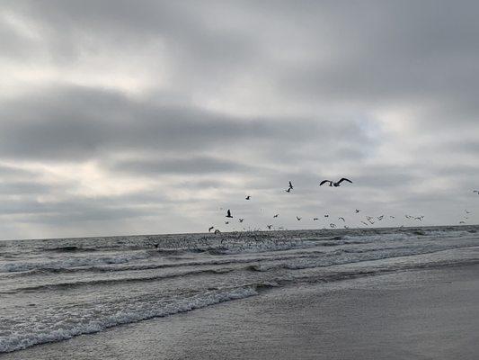 Zmudowski State Beach