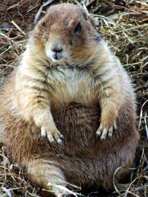 Big bad prairie dog, 7/21/08