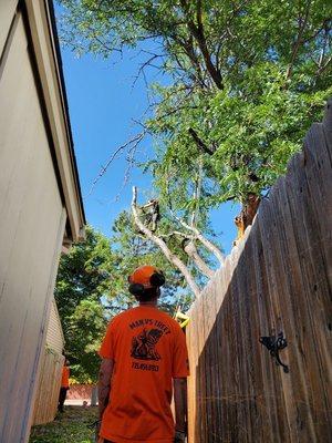 Large honey locust removal over 3 plex backyards