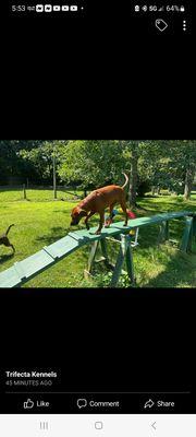 Ginger on an obstacle