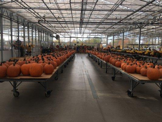 Pumpkins for miles!